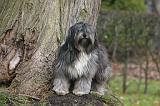 TERRIER DU TIBET 422